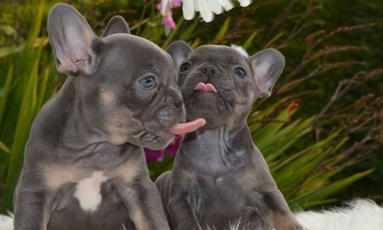 French Bulldogs For Sale In Naples Fl