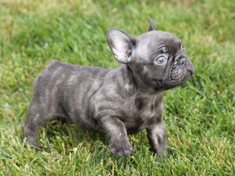 French Bulldogs For Sale In Sacramento Top Dog Information