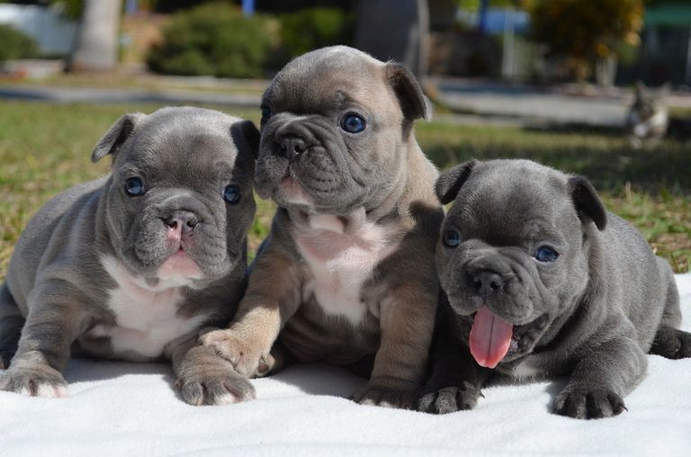 French Bulldogs For Sale Mississippi