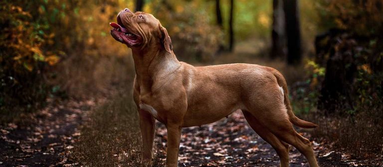 French Mastiff For Sale In Ct
