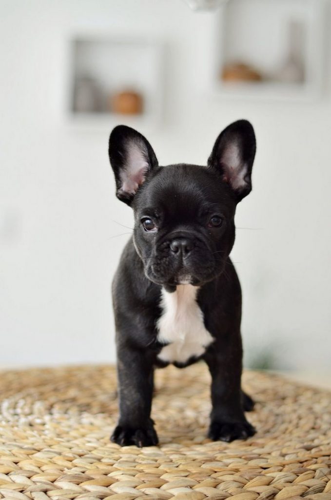 French Terrier Puppy