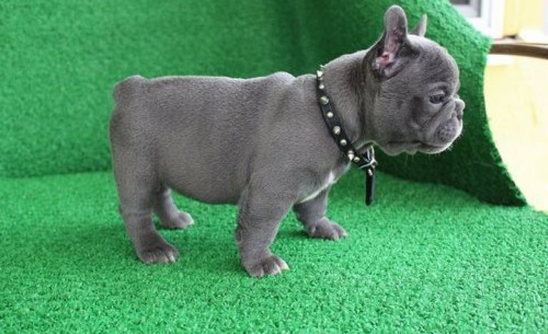 Frenchton Puppies For Sale Alabama