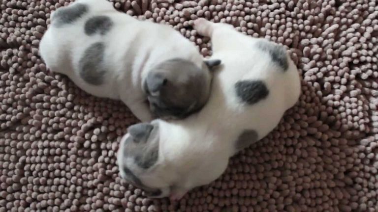 Frenchton Puppies For Sale In Va