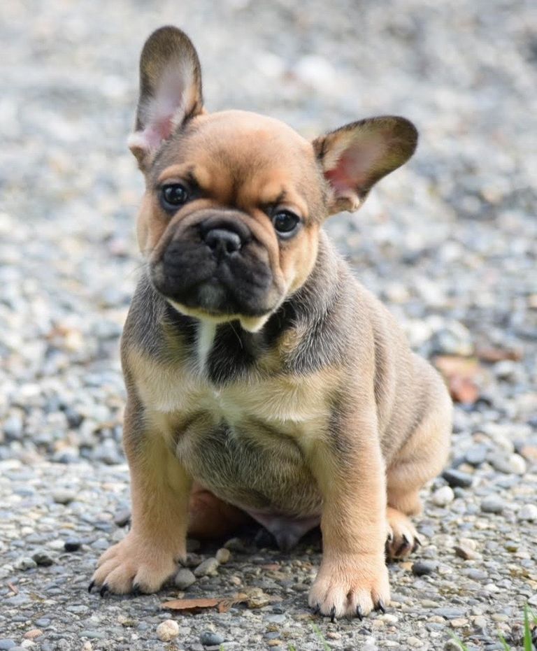 Frenchton Puppies For Sale Wa Top Dog Information
