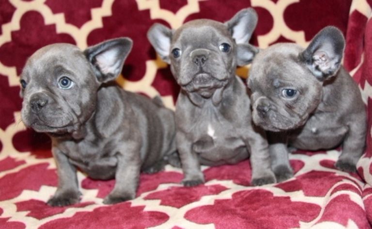 Frenchton Puppies For Sale Wisconsin