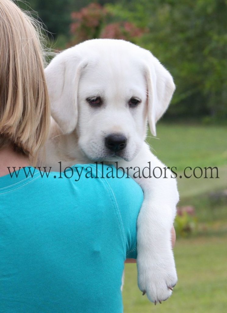 Full Blooded Lab Puppies For Sale In Sc
