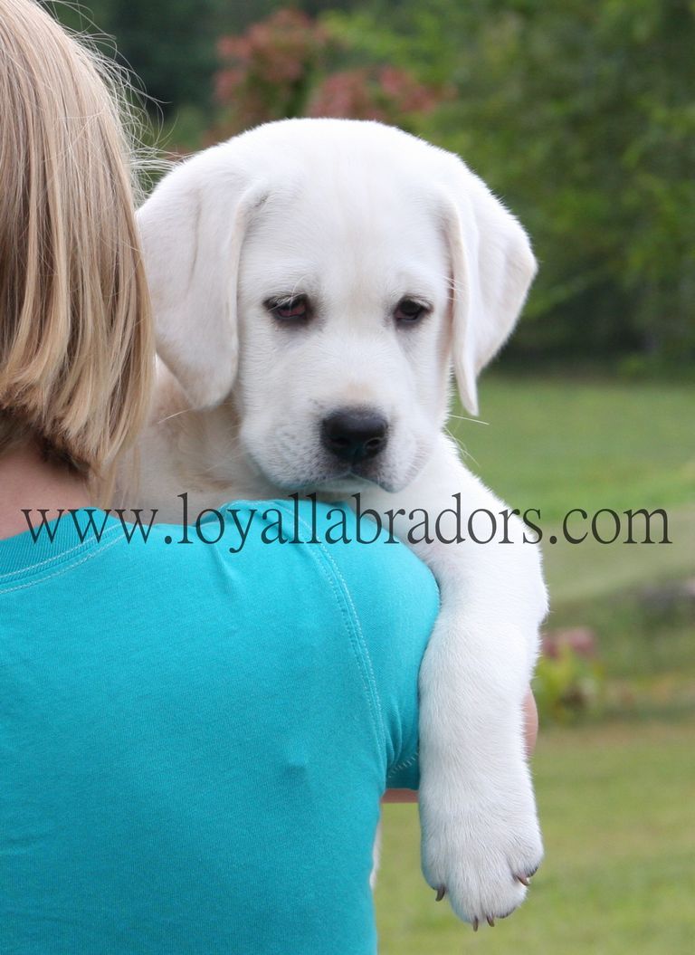 Full Blooded Lab Puppies For Sale In Sc | Top Dog Information
