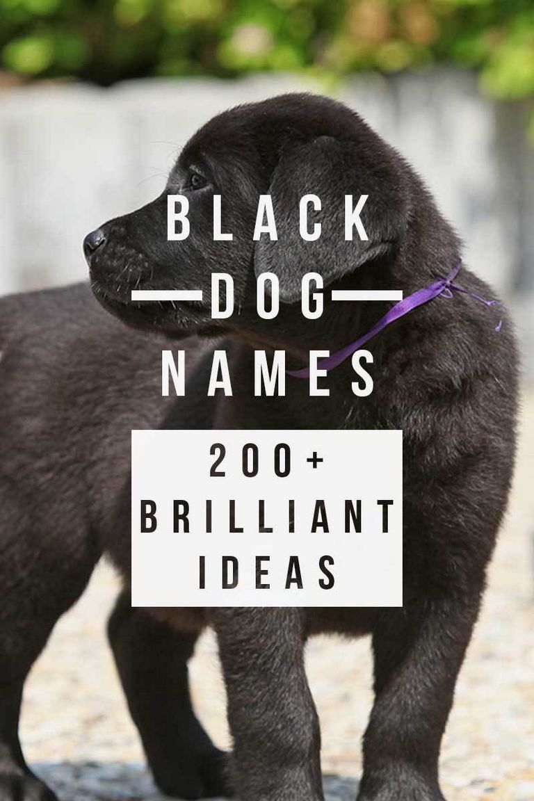 Funny Black Dog Names