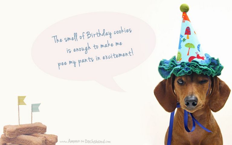 Funny Dachshund Birthday Memes