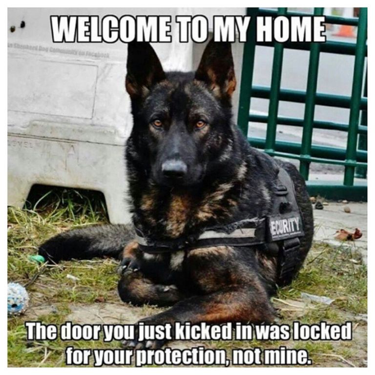 Funny German Shepherd Pictures With Captions