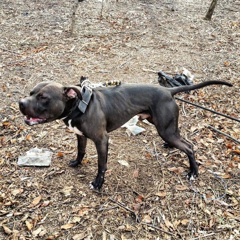 Game Bred Pitbulls For Sale On Hoobly