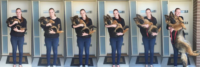German Shepherd Growth Chart With Pictures