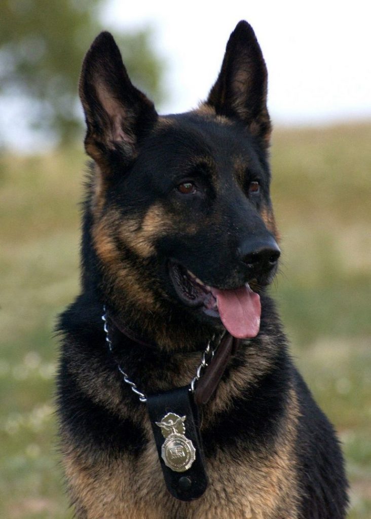 German Shepherd Police Dog Breeds
