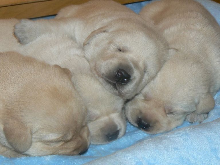 41 Top Images German Shepherd Puppies Dayton Ohio : Fullblooded German Shepherd puppies for adoption in Dayton ...