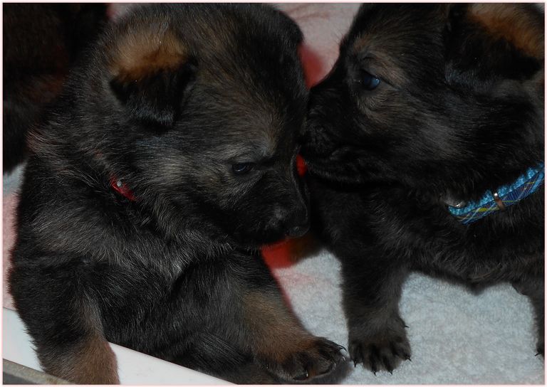 German Shepherd Puppies For Adoption In Jacksonville Fl