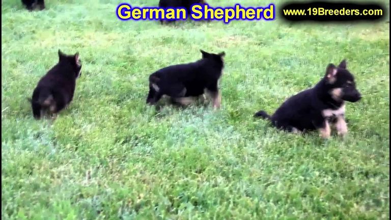 German Shepherd Puppies For Sale Columbus Ohio