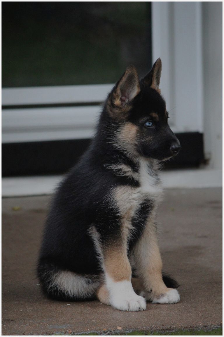 German Shepherd Puppies For Sale Vancouver Wa