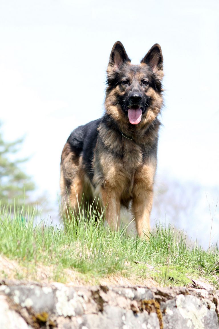German Shepherd Puppies Sierra Vista Az | Top Dog Information