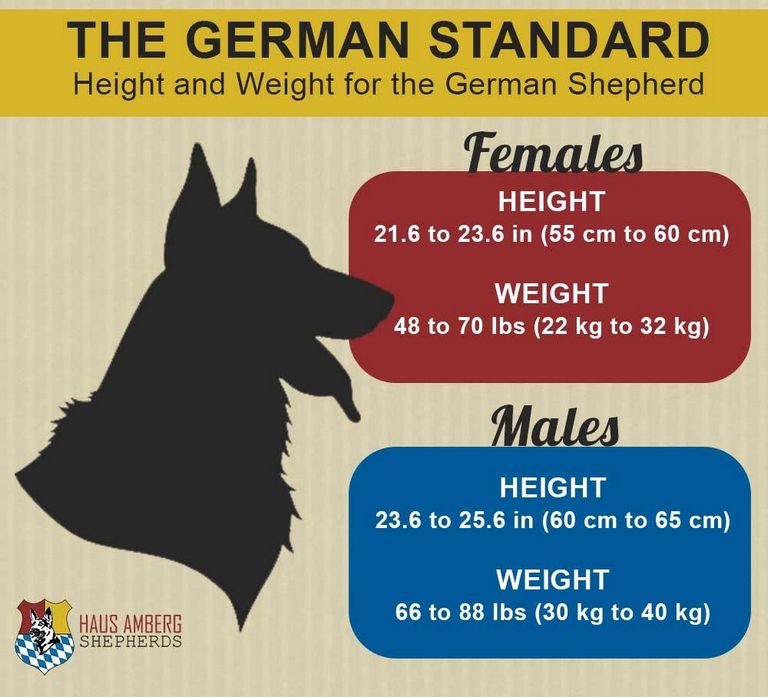German Shepherd Weight Male 30–40 Kg