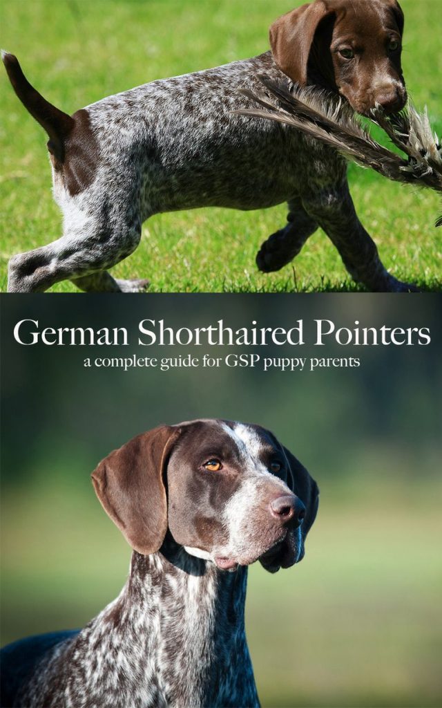 German Shorthaired Pointer Price