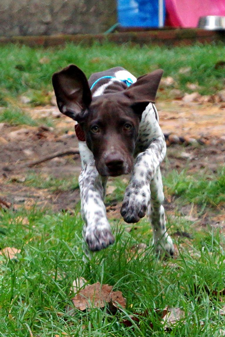 German Shorthaired Pointer Puppies For Adoption