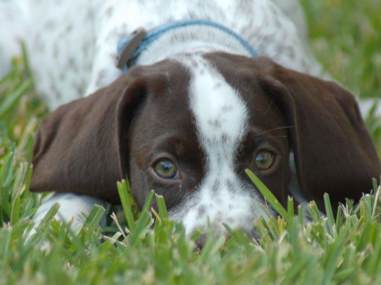 German Shorthaired Pointer Puppies For Sale In Al