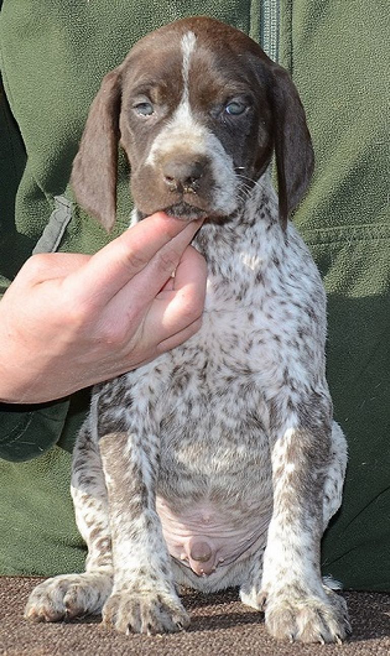 German Shorthaired Pointer Puppies For Sale In Florida