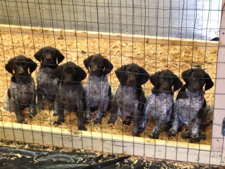 German Shorthaired Pointer Puppies For Sale Spokane Wa