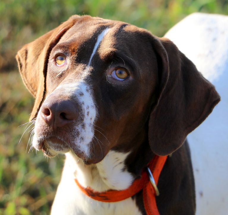 German Shorthaired Pointer Rescue Florida