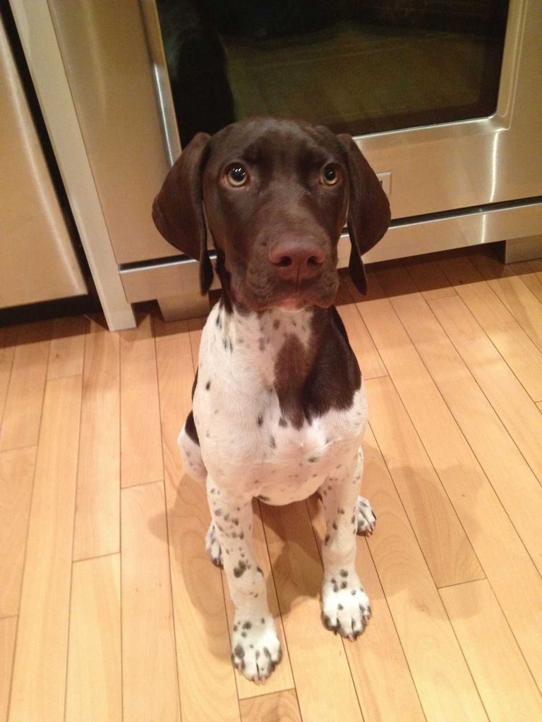 German Shorthaired Pointer Rescue Indiana