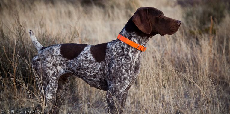 German Shorthaired Pointer Rescue Nc