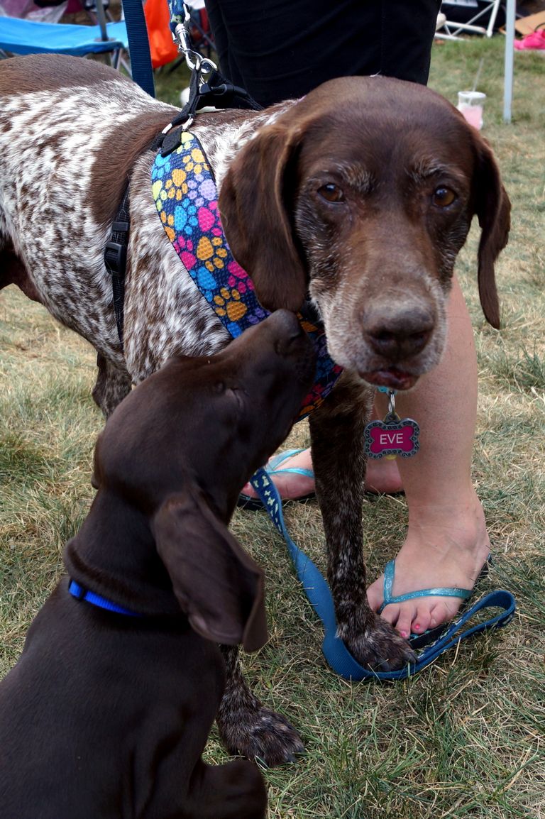 German Shorthaired Pointer Rescue Nj