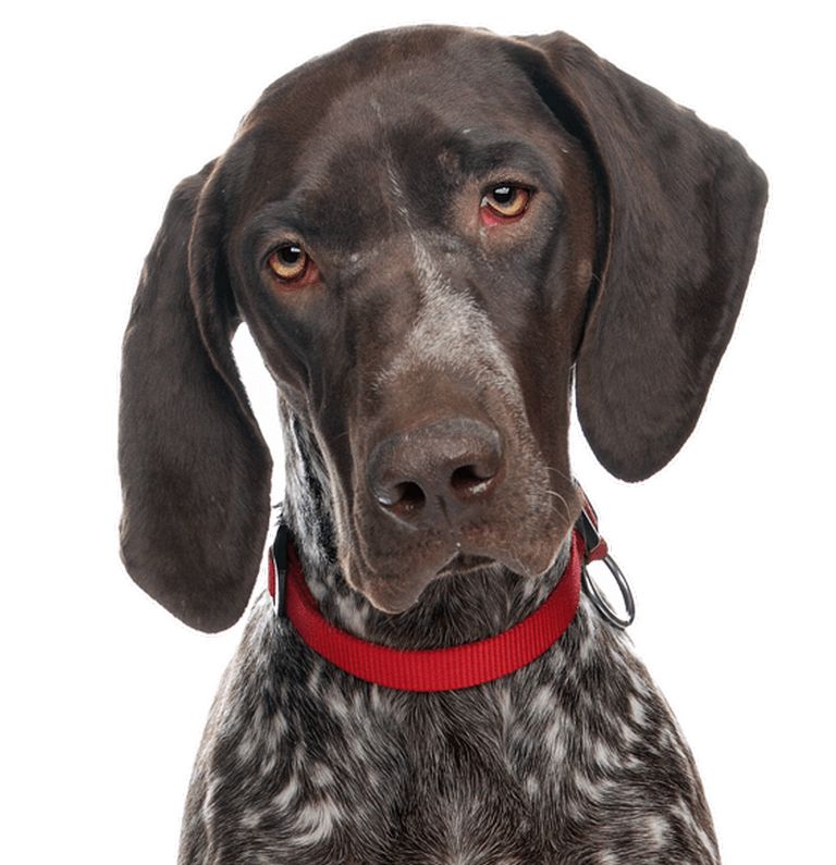 German Shorthaired Pointer Rescue Wyoming