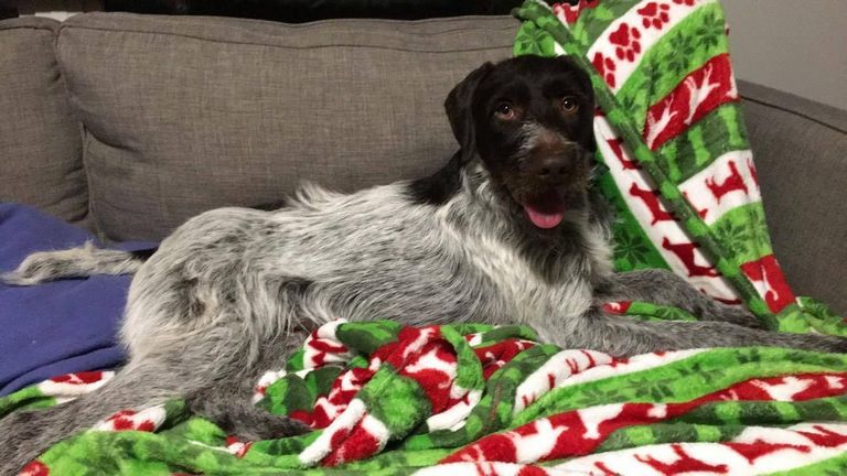 German Wirehaired Pointer Rescue Mn