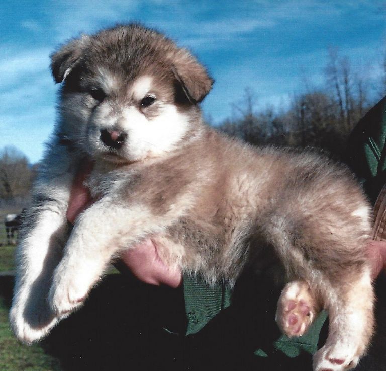 Giant Alaskan Malamute Puppies For Sale