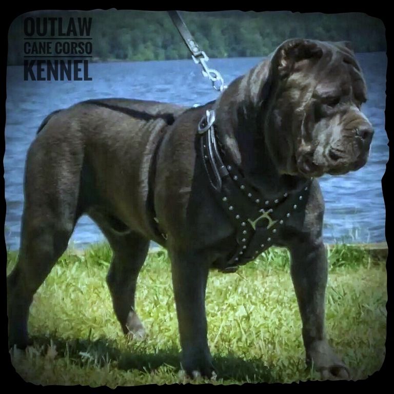 Giant Cane Corso Puppies Top Dog Information
