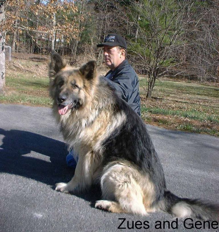Giant German Shepherd Breed Name