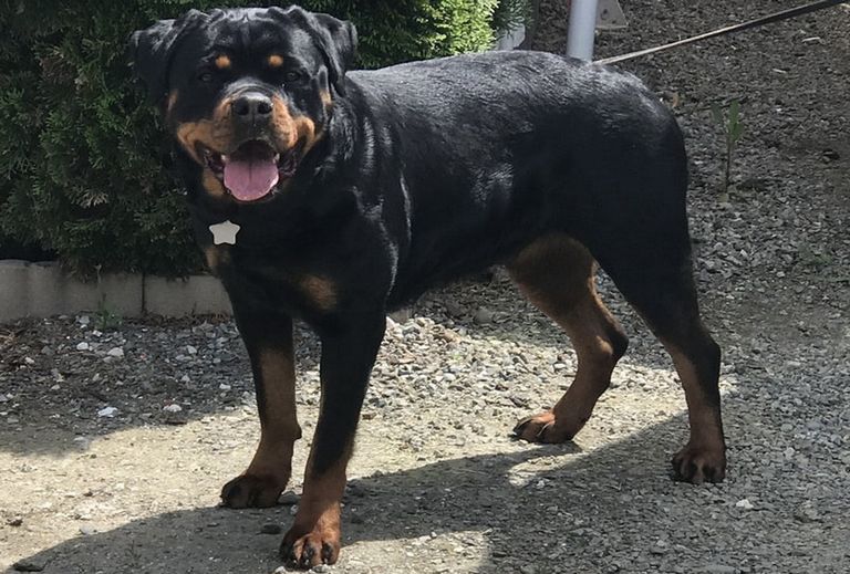 Giant Rottweiler Puppies For Sale