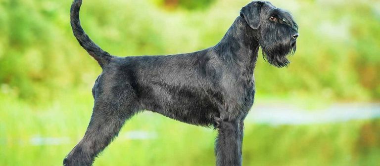 Giant Schnauzer Puppies For Sale In Missouri