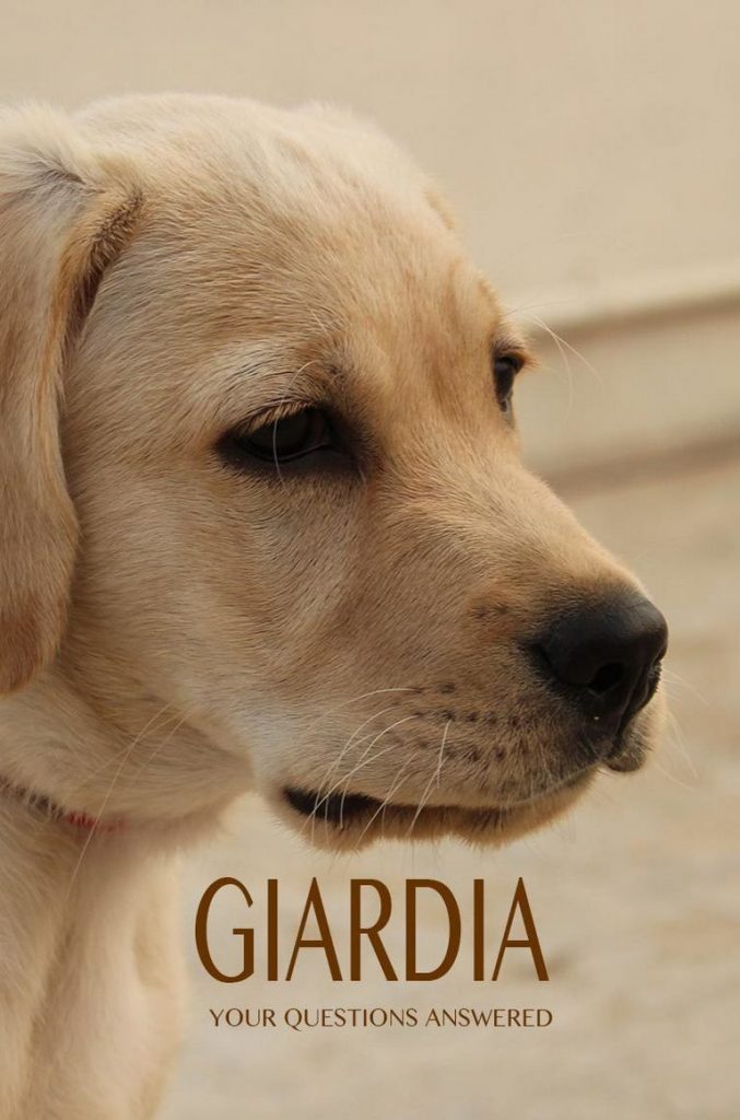 Giardia Won't Go Away In Human