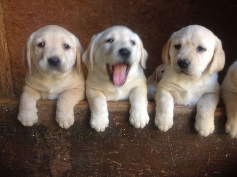Golden Labrador Puppies For Sale Near Me