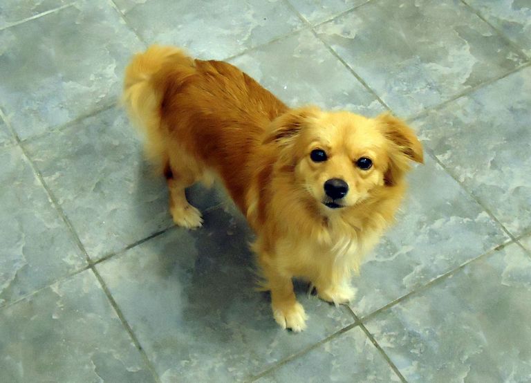 Golden Retriever Chihuahua Mix For Sale