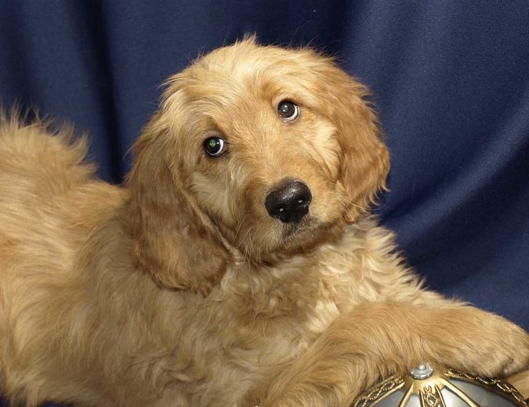 Golden Retriever Poodle Mix Rescue