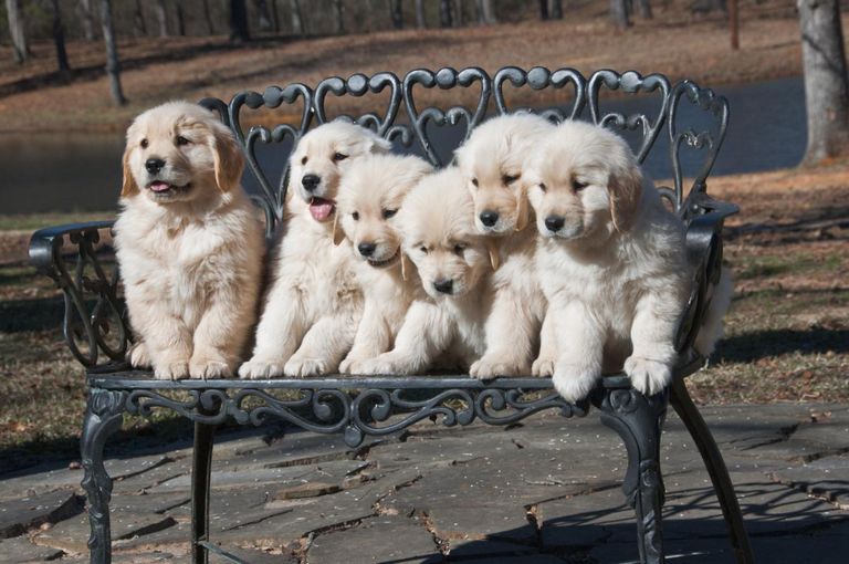 Golden Retriever Puppies Austin