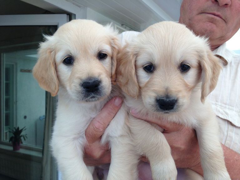 Golden Retriever Puppies For Adoption In San Diego | Top ...