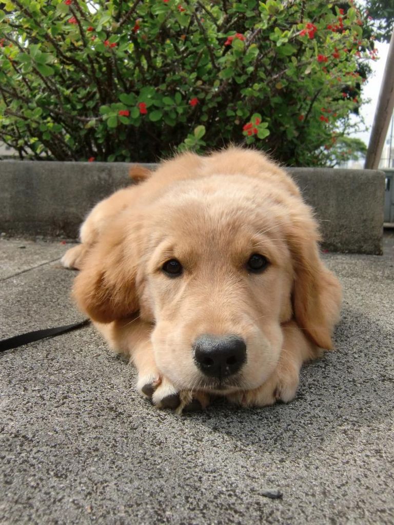 Golden Retriever Puppies Oahu | Top Dog Information