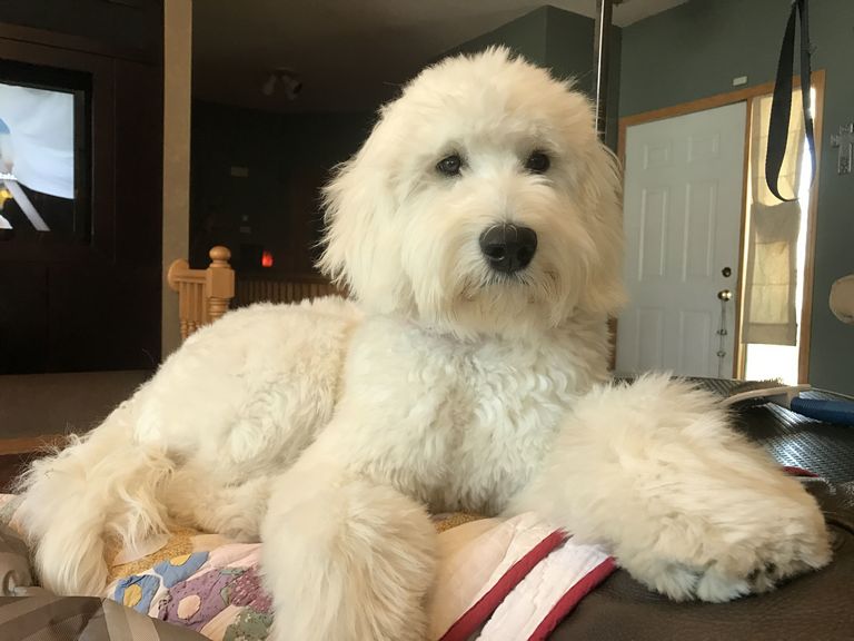 Goldendoodle First Haircut