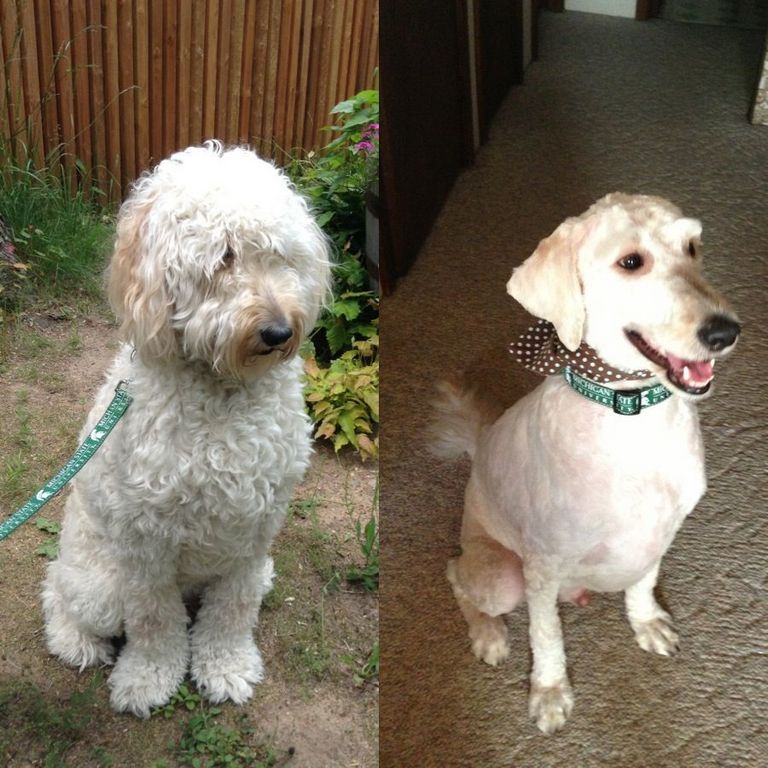 Goldendoodle Haircut Before And After
