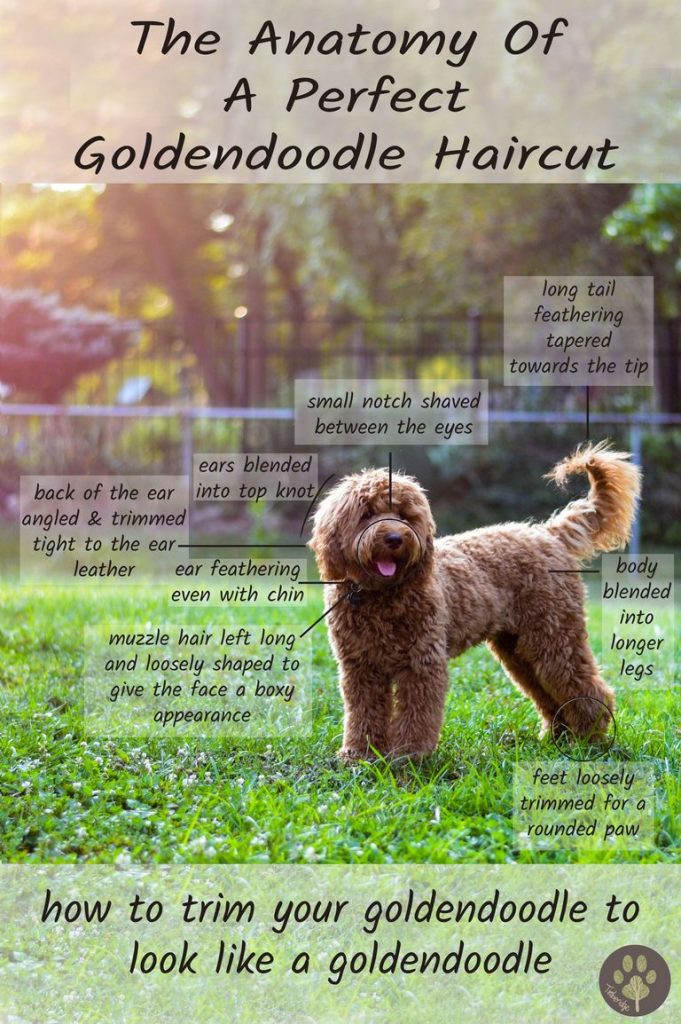 Goldendoodle Haircut Guide