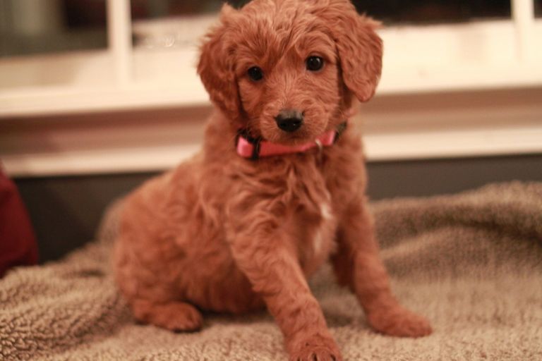 Goldendoodle Puppies For Sale Ny